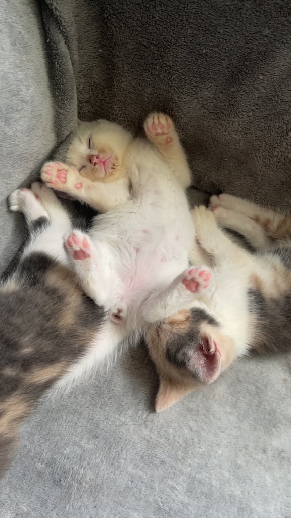 White, dilute calico kittens ready to go