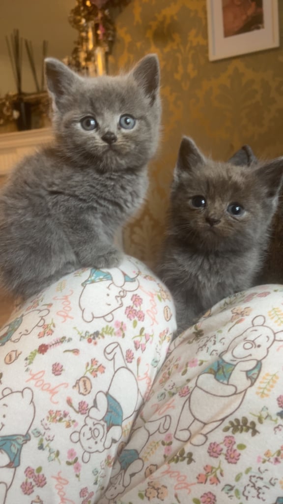 image for mixed kittens