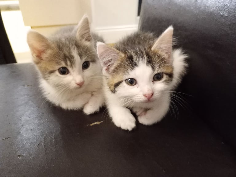 Three stunning kittens available this weekend 