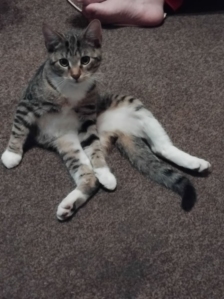 Kitten 