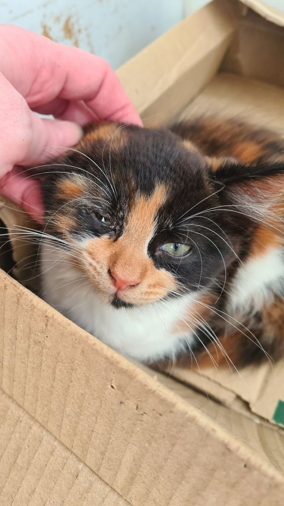 Female Kittens 10 weeks , ready for new home