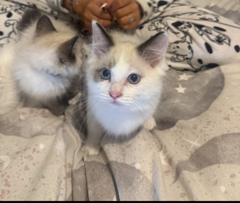 Ragdoll kittens for sale GCCF 
