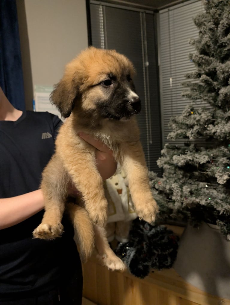Bernese mountain dog X white swiss Shepard 