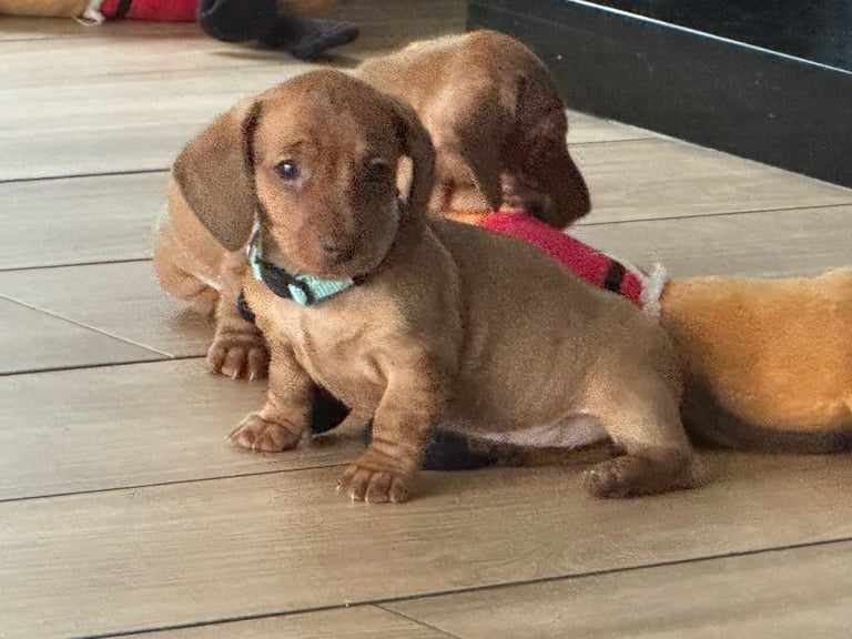 IKC miniature dachshund 