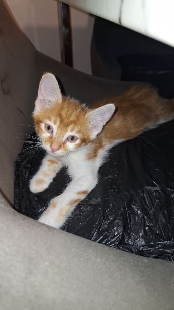 image for Beautiful kittens for sale ready to leave now 