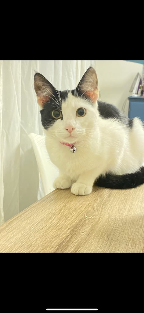 Female black and white cat 