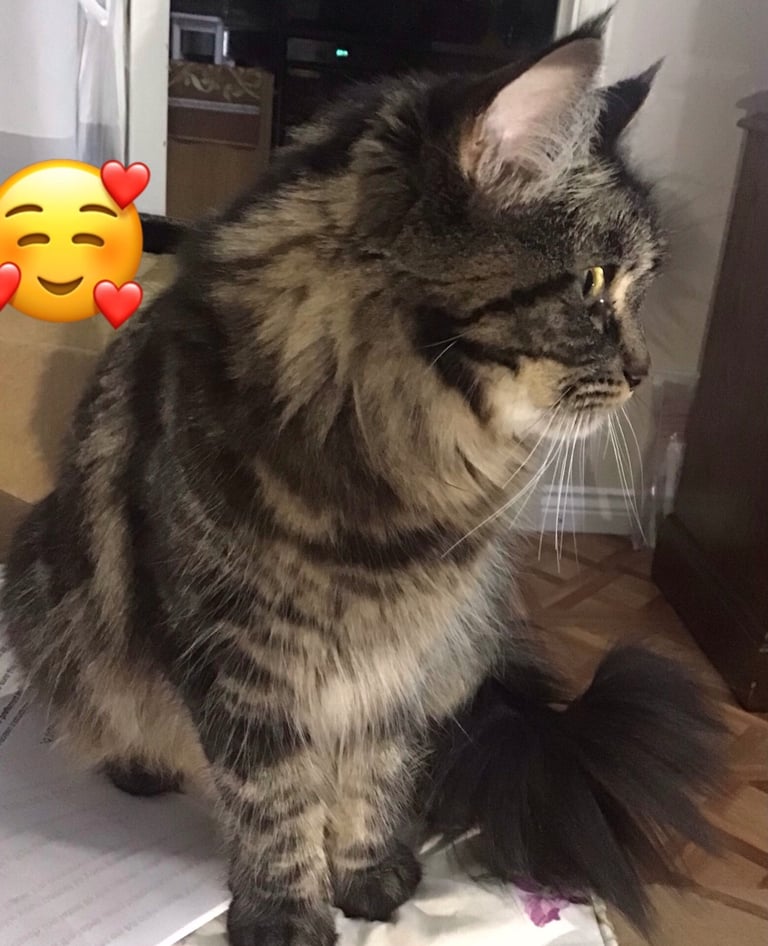 Ragdoll-Maincoon mix kittens