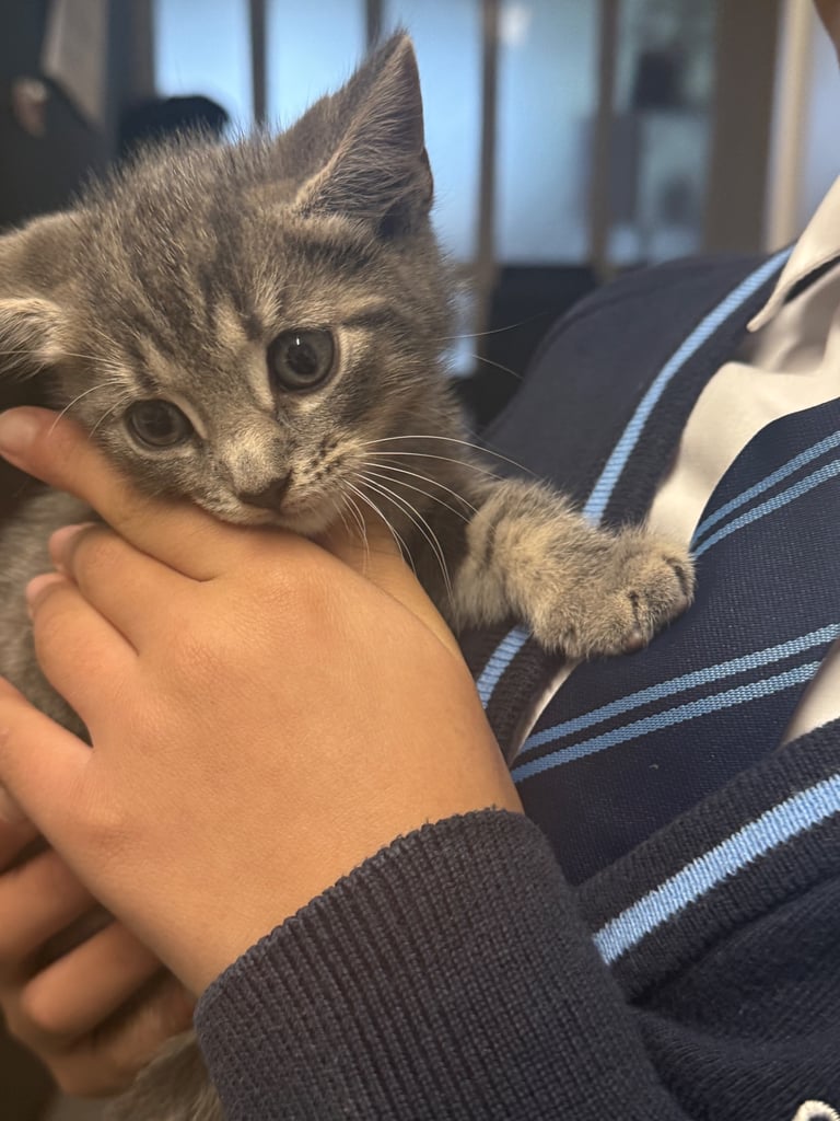 Kittens 