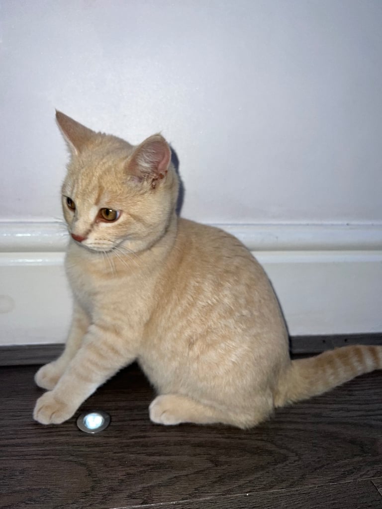 Ginger British short hair kitten