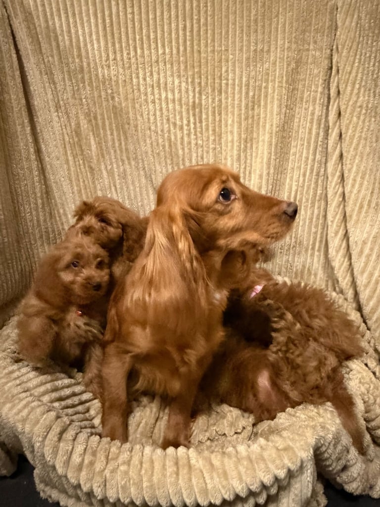 Gorgeous red cockapoo puppies