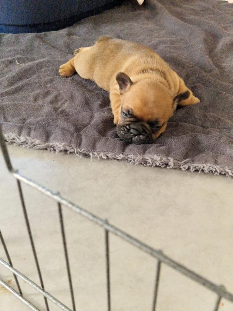 Full pedigree French bulldog puppies