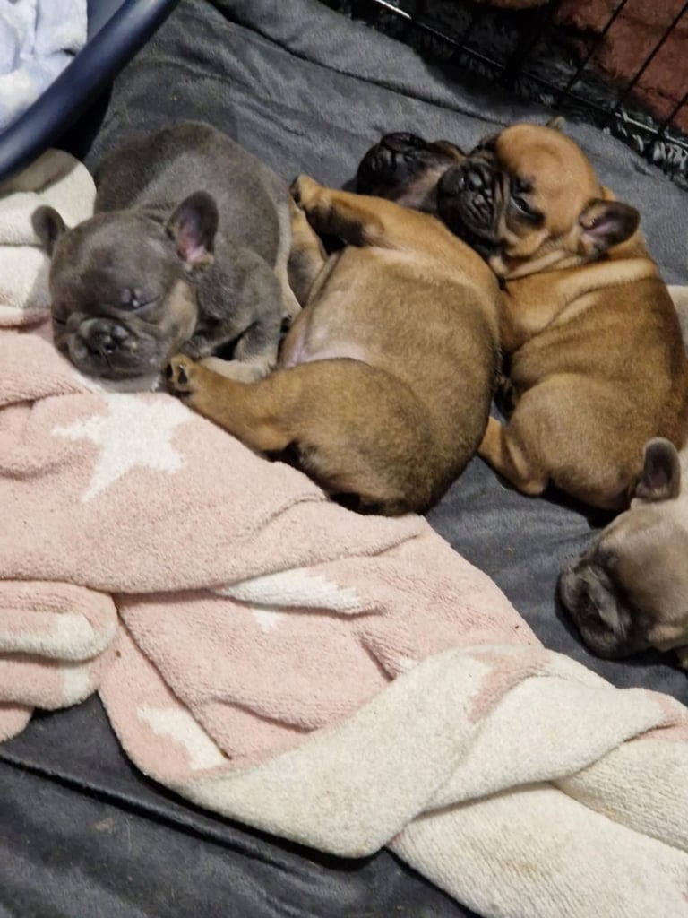 Full pedigree French bulldog puppies