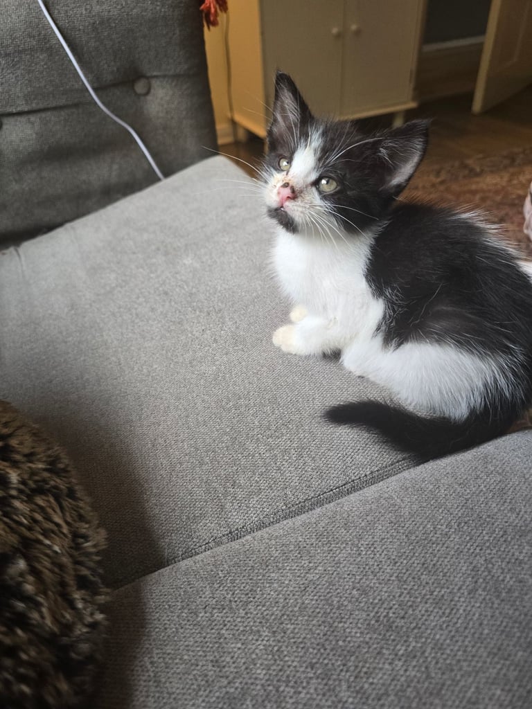 2 Beautiful kittens 