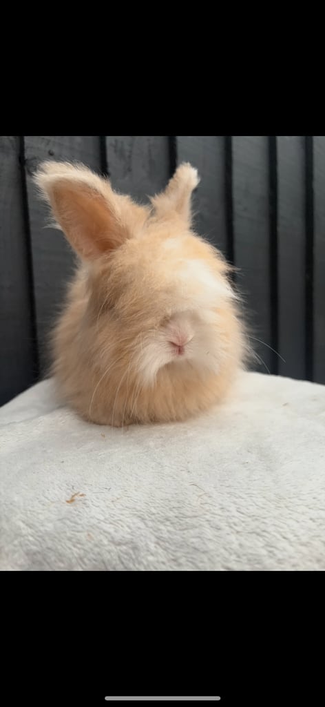 Gorgeous fluffy little angora baby bunny rabbits