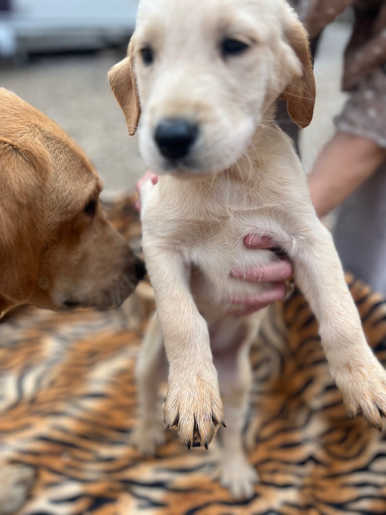 image for Beautiful Labrador Puppy 