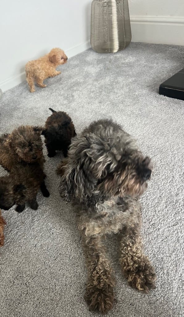 Toy poodle puppies for sale