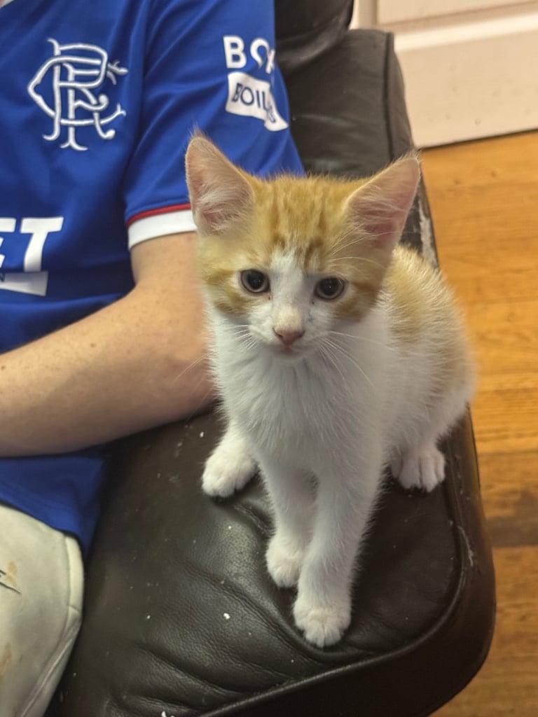 3 beautiful kittens left