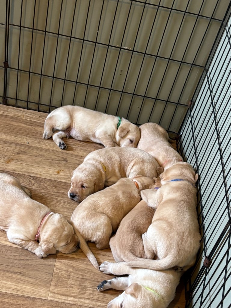 Beautiful Labrador puppies
