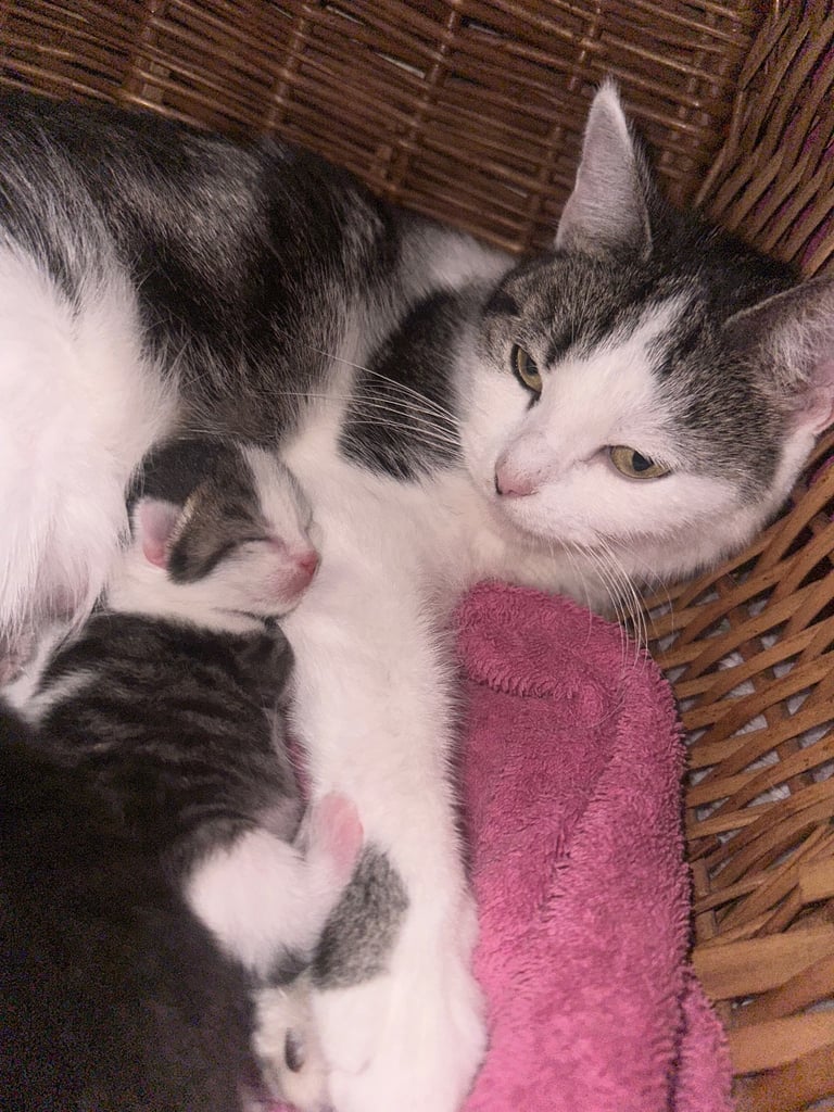 Kittens looking for forever homes 