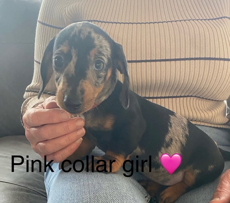 Miniature Dachshund Puppies For Sale
