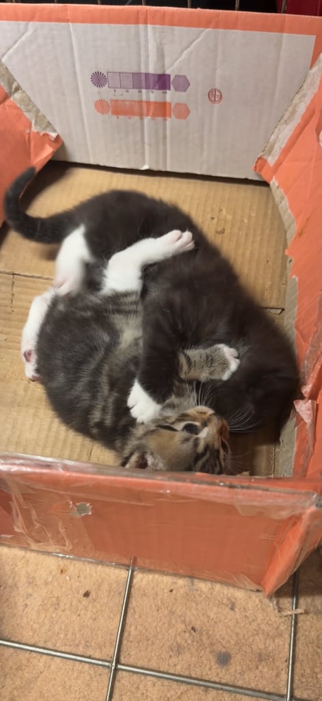 10 weeks old Kittens