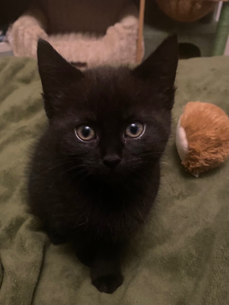 image for URGENT - Kittens for sale 