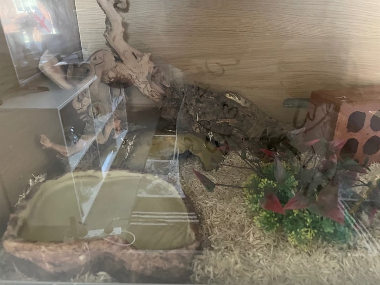 Hognose and set up