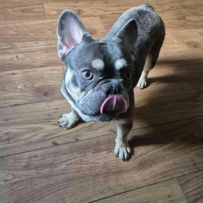 (Fluffy) 13 months male Lilac Merle French Bulldog with all his certificates and vaccinations