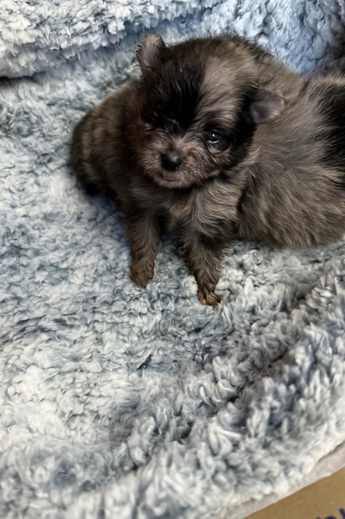 Very cute Pomeranian puppies 