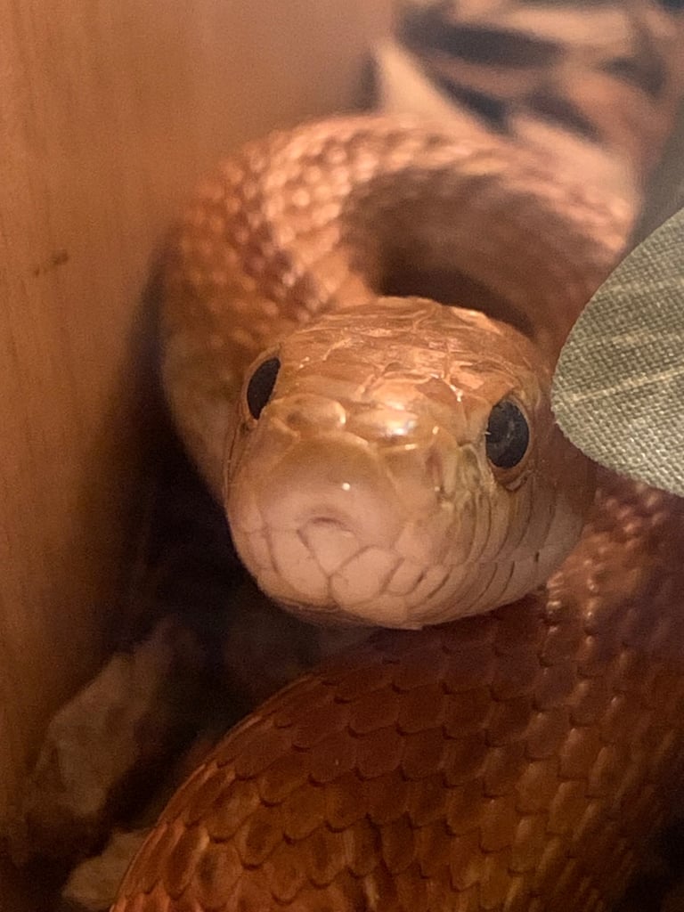 Cornsnake with full vivarium
