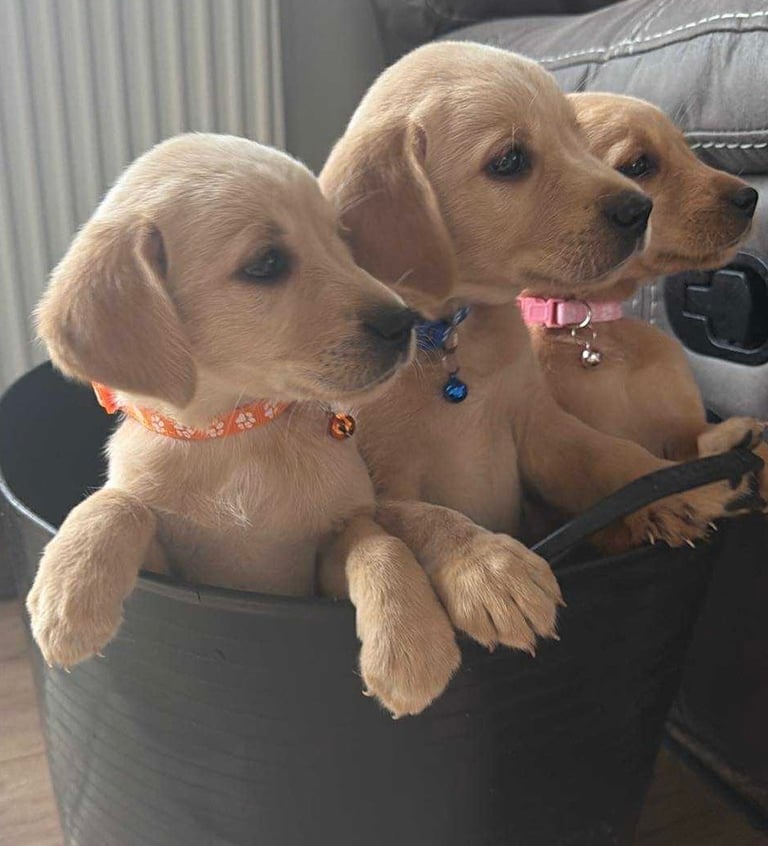 Retriever x fox red Labrador 