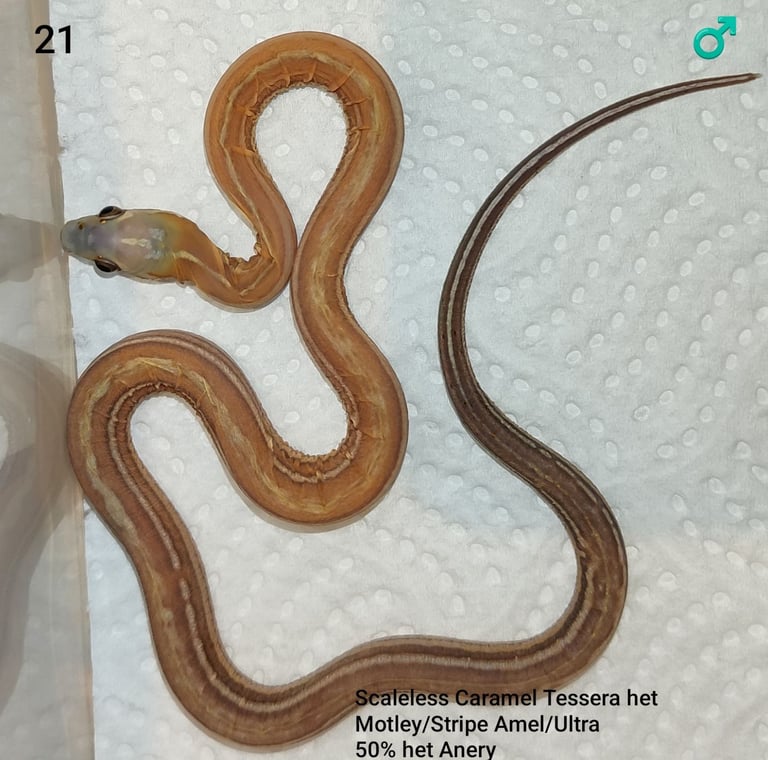 Scaleless Cornsnakes