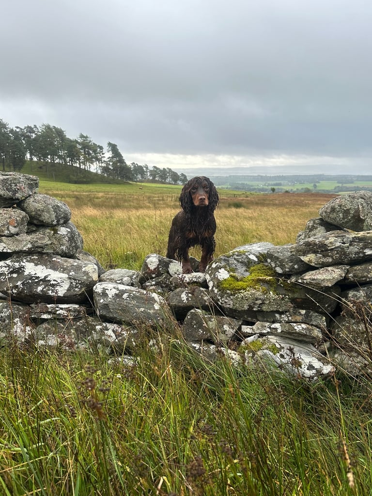 Cocker spaniel puppies field trial lines . 