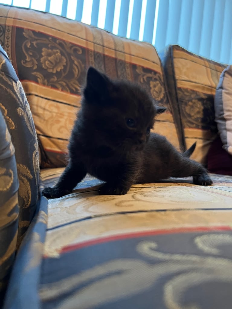 image for Ragdoll kittens 