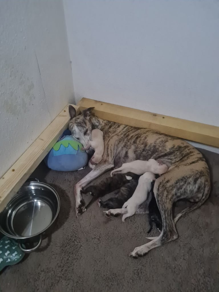 Full Pedigree Whippet Puppies