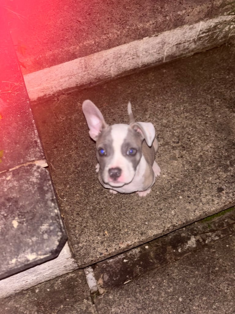 Staffie x frenchie for sale
