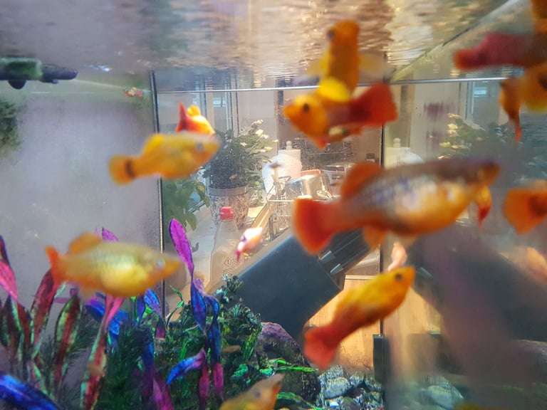 Fish - Variatus Platy