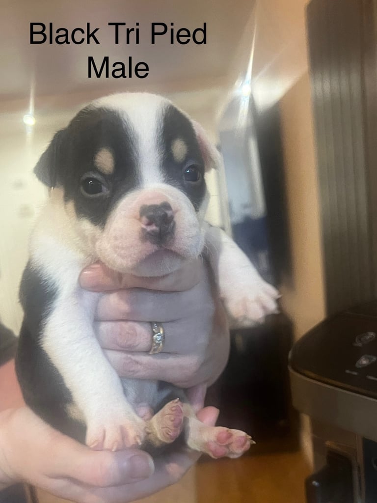 Pedigree pocket bully pups for sale! 
