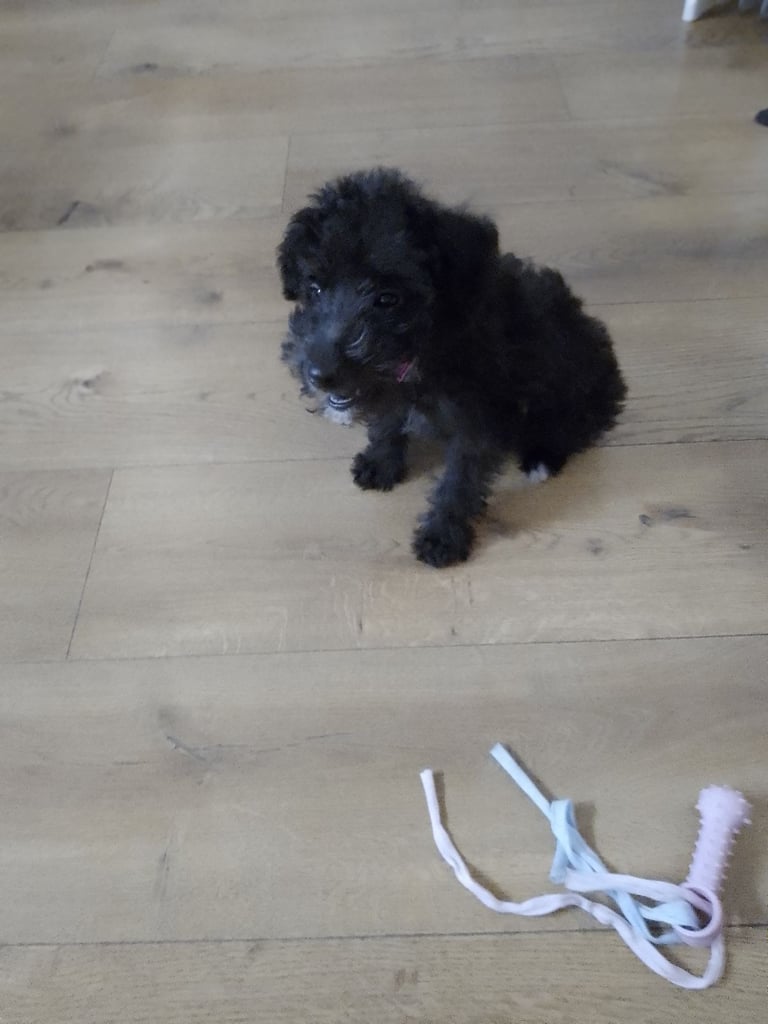 Shihpoo female puppy for sale