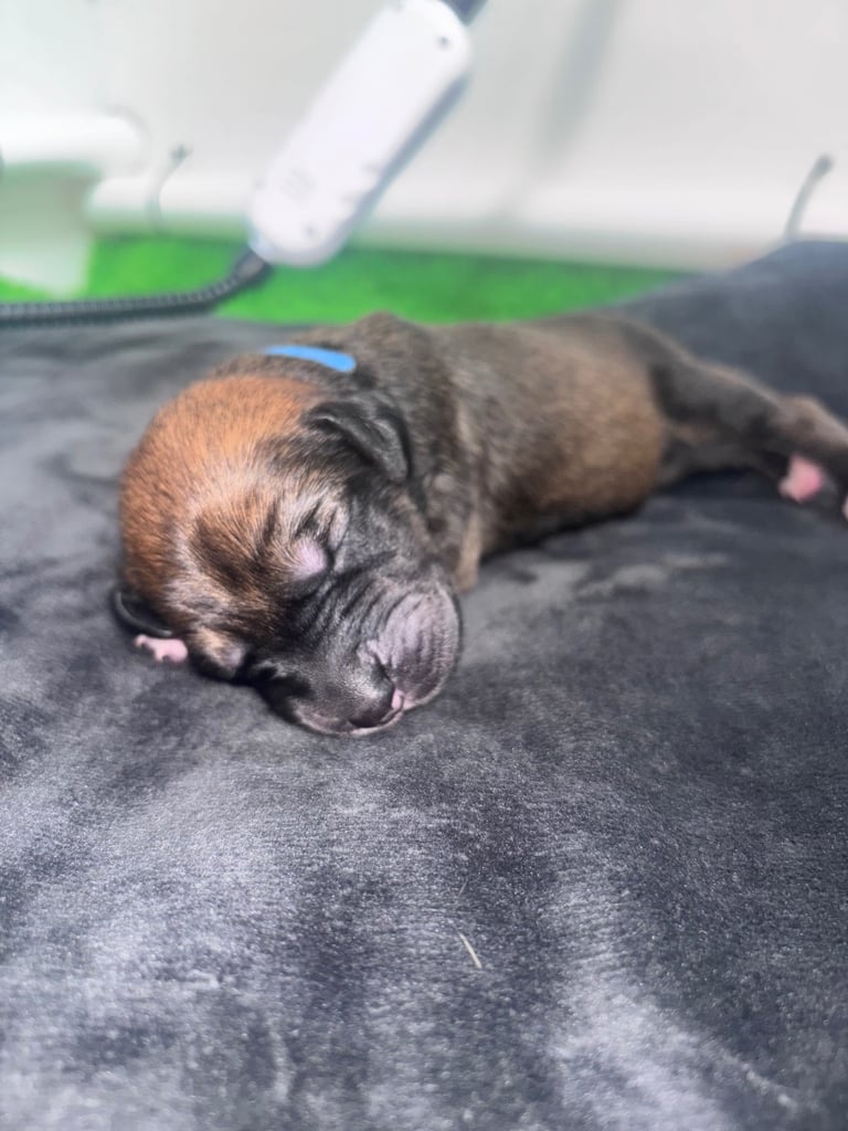 Saluki Bull Greyhound Puppies