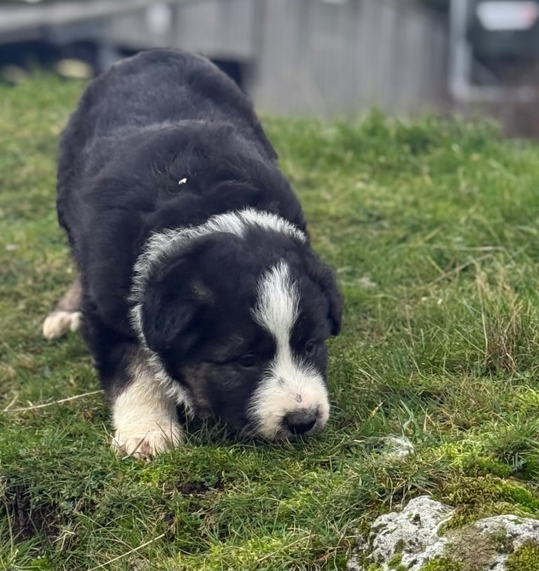 Bearded Collie pups