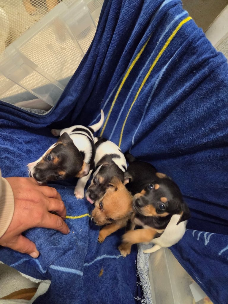 Jack russell pups 