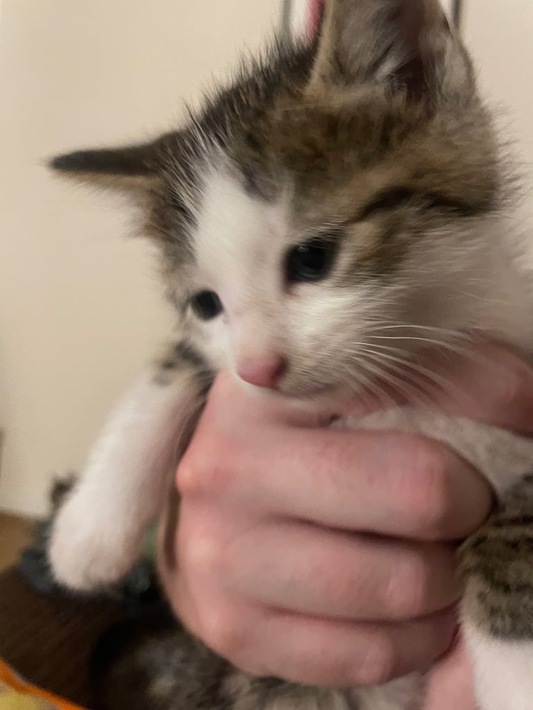 Cute tabby kittens, litter trained, male & female 