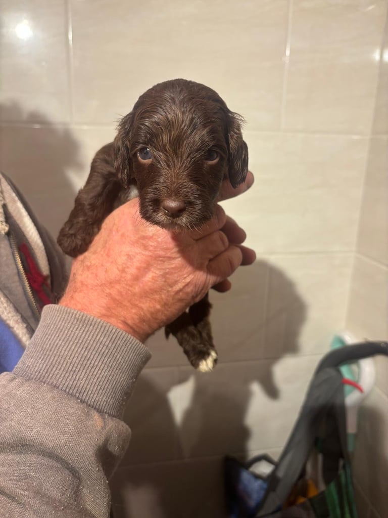 f2 Cockapoo puppies 7 left 