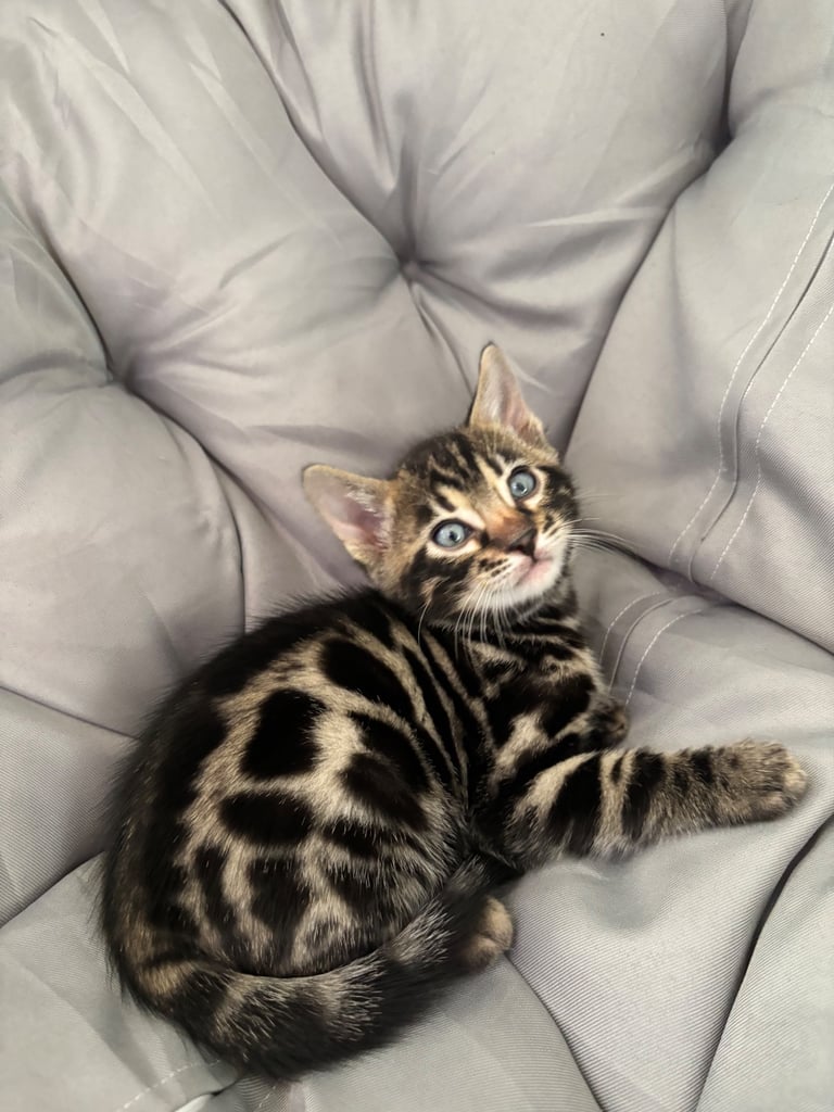 🐾Gorgeous Pure Bengals Ready Now🐾