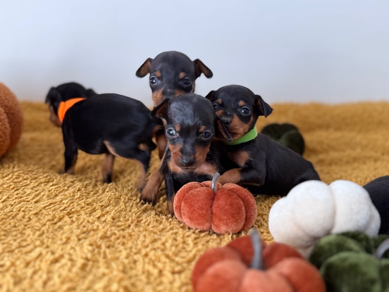 Not KC Reg Miniature Pincher Puppies 