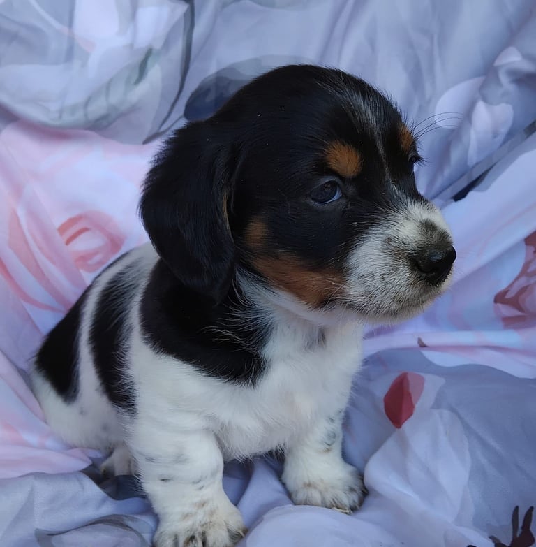Two black and white boy puppys available 