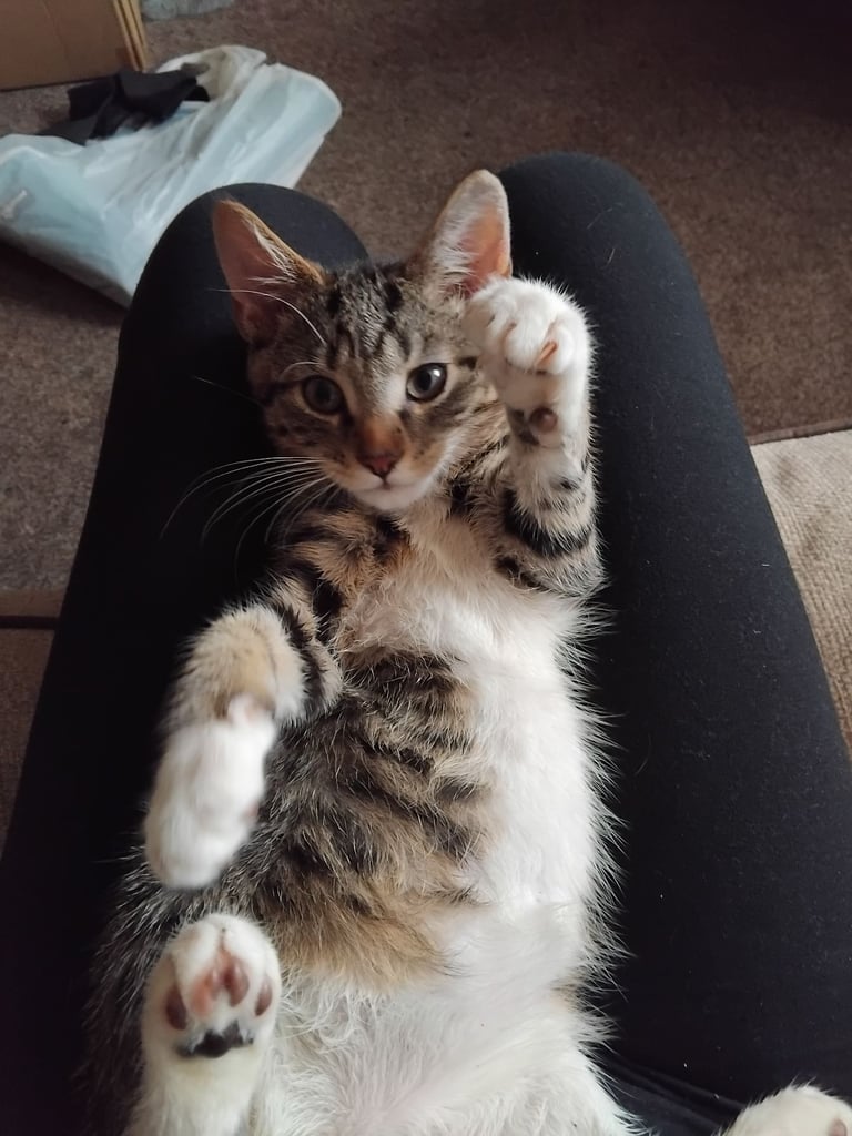 Kitten 