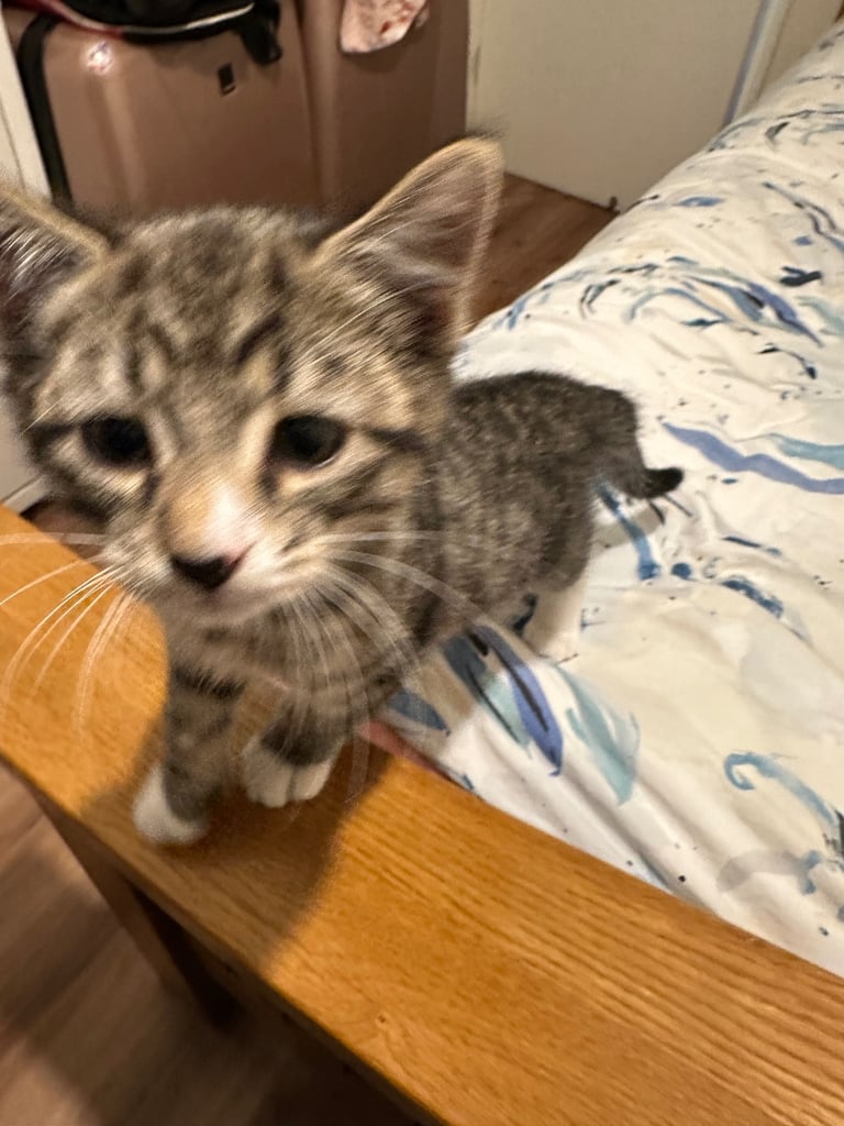 ADORABLE BRTISH SHORTHAIR KITTEN FOR SALE