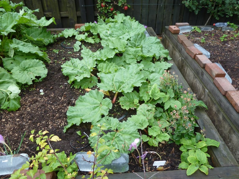 image for Rhubarb plants - ready for planting out- end of season sale =£5.00